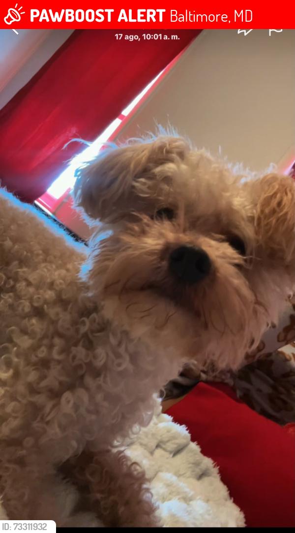 Lost Female Dog last seen square Baltimore, Maryland 21210, Baltimore, MD 21210