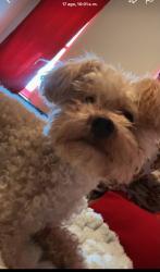 Lost Female Dog last seen square Baltimore, Maryland 21210, Baltimore, MD 21210