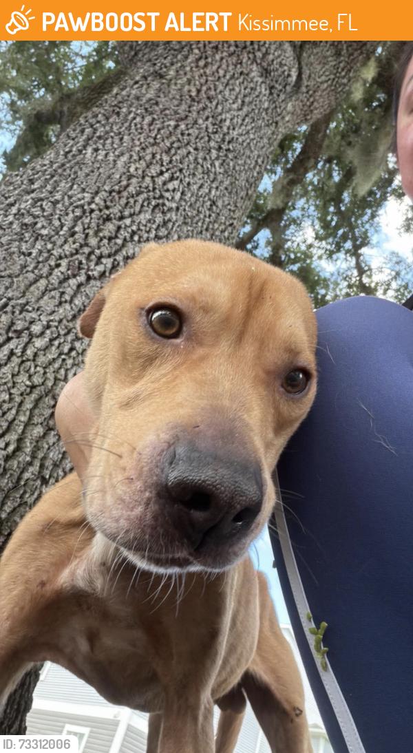 Found/Stray Male Dog last seen Shingle creek regional park, Kissimmee, FL 34746