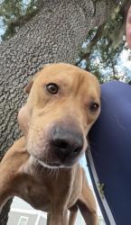 Found/Stray Male Dog last seen Shingle creek regional park, Kissimmee, FL 34746