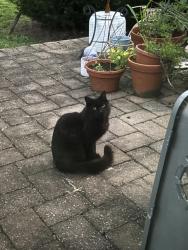Found/Stray Unknown Cat last seen Burnt Hill Road, Montgomery, NJ 08558
