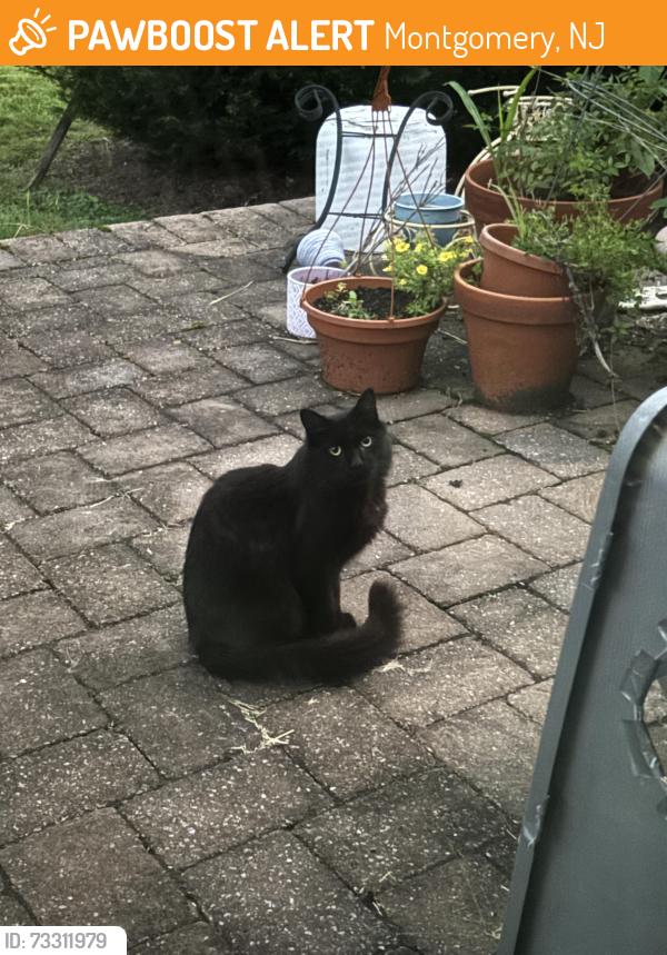Found/Stray Unknown Cat last seen Burnt Hill Road, Montgomery, NJ 08558