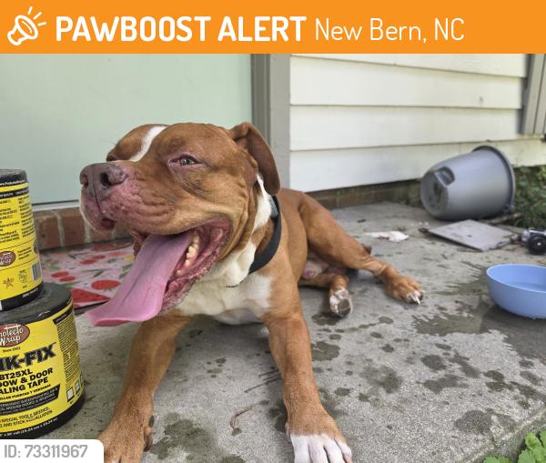 Found/Stray Male Dog last seen Roanoke Avenue in Colony ests Neighborhood, New Bern, NC 28562