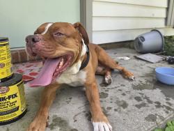 Found/Stray Male Dog last seen Roanoke Avenue in Colony ests Neighborhood, New Bern, NC 28562