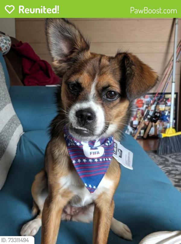 Reunited Female Dog last seen Appleton Dr, Falcon Dr, Clarksville, TN 37042