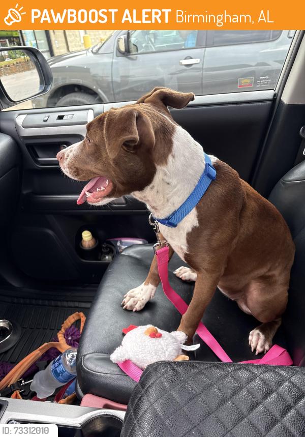 Found/Stray Female Dog last seen Crestwood Park, Birmingham, AL 35212
