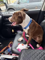 Found/Stray Female Dog last seen Crestwood Park, Birmingham, AL 35212