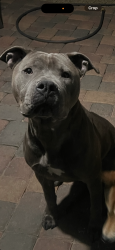 Reunited Male Dog last seen Durango/Washington, Las Vegas, NV 89128