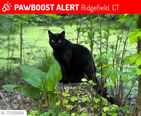 Lost Male Cat last seen Belvedere Ct, Ridgefield, CT 06877