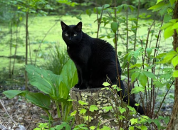 Lost Male Cat last seen Belvedere Ct, Ridgefield, CT 06877