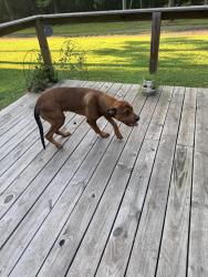 Found/Stray Male Dog last seen Frenchman Mountain Road, Sherwood, AR 72120