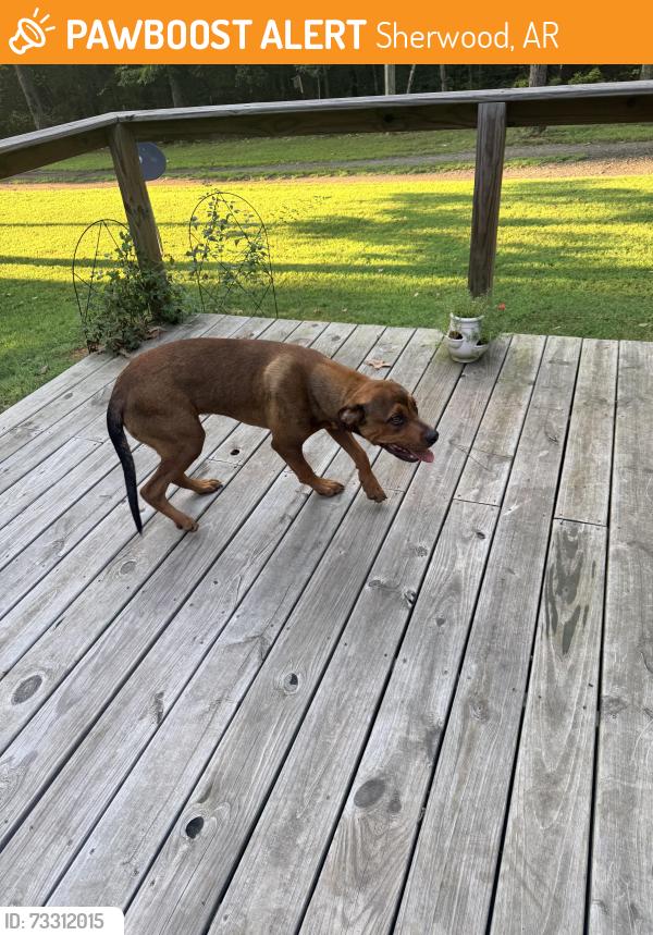 Found/Stray Male Dog last seen Frenchman Mountain Road, Sherwood, AR 72120