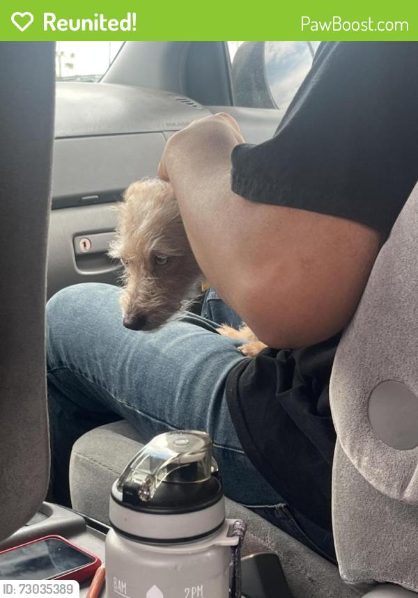 Reunited Female Dog last seen 7th St and Dunlap, Phoenix, AZ 85020