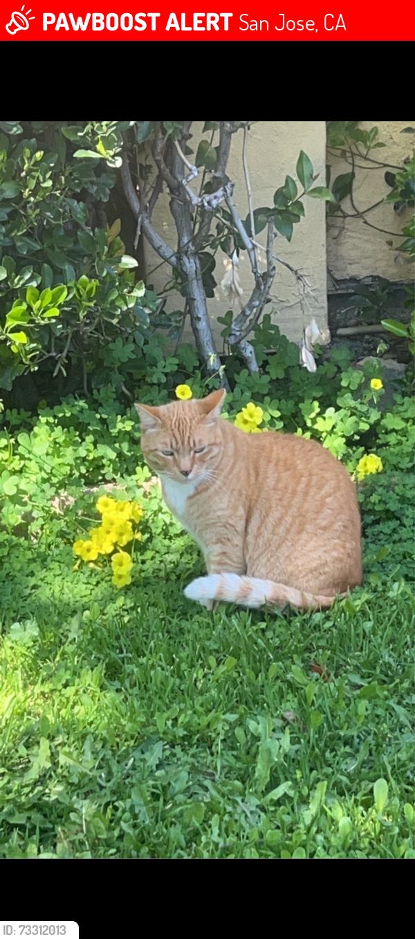 Lost Male Cat last seen Santa Teresa Boulevard, San Jose, CA 95123