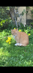 Lost Male Cat last seen Santa Teresa Boulevard, San Jose, CA 95123