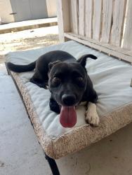 Reunited Male Dog last seen Grant and Campbell near the International School, Tucson, AZ 85719
