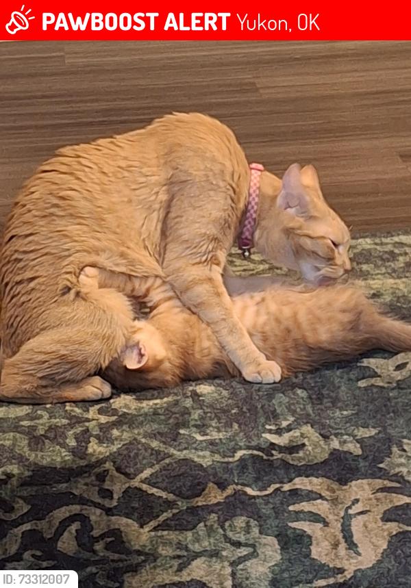 Lost Female Cat last seen 10th st in yukon, Yukon, OK 73099
