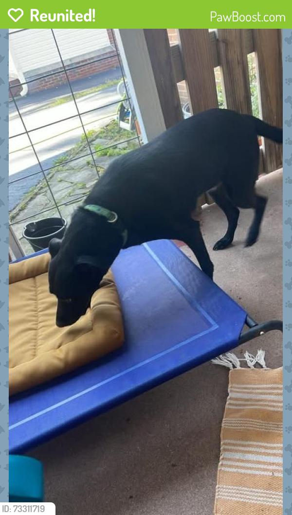Reunited Female Dog last seen Ellenberger E Dr & 9th st, Indianapolis, IN 46219