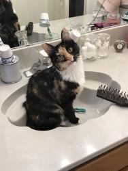 Lost Female Cat last seen Chapel Creek & N Bugle Dr, Fort Worth, TX 76108