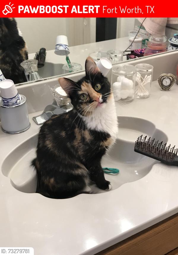 Lost Female Cat last seen Chapel Creek & N Bugle Dr, Fort Worth, TX 76108