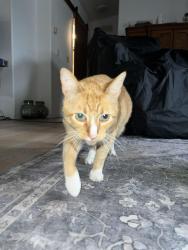 Lost Male Cat last seen Sandburg elementary, San Diego, CA 92126
