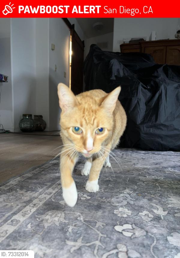 Lost Male Cat last seen Sandburg elementary, San Diego, CA 92126