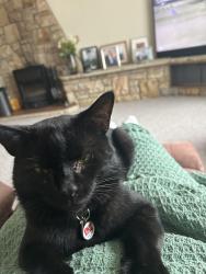 Lost Male Cat last seen Riverside road, Newry, Mourne and Down, Northern Ireland BT24 8XG