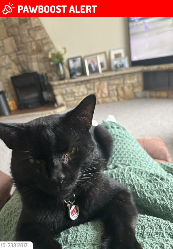 Lost Male Cat last seen Riverside road, Newry, Mourne and Down, Northern Ireland BT24 8XG