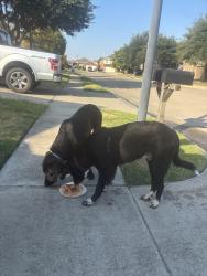 Reunited Male Dog last seen Neighborhood across from Dollar General in Travis Ranch, Forney, TX 75126