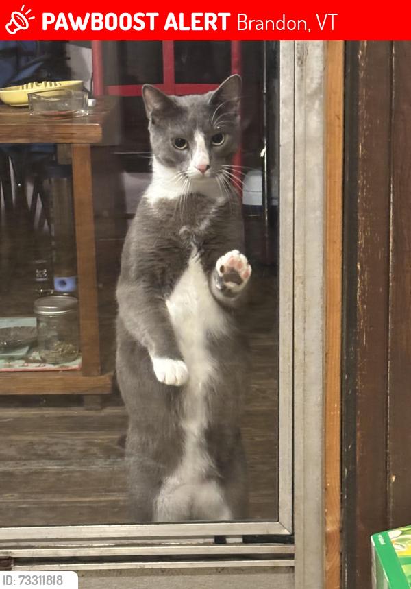 Lost Male Cat last seen Near Carver St,Brandon VT, Brandon, VT 05733