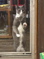 Lost Male Cat last seen Near Carver St,Brandon VT, Brandon, VT 05733