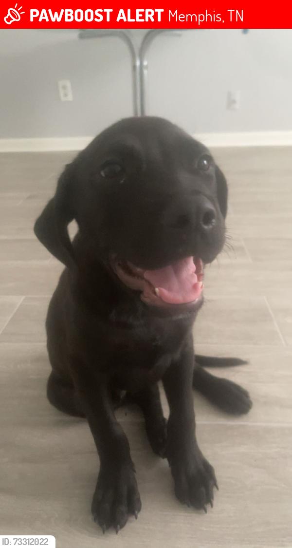 Lost Male Dog last seen Near ironwood dr Memphis tn 38115, Memphis, TN 38115
