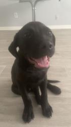Lost Male Dog last seen Near ironwood dr Memphis tn 38115, Memphis, TN 38115