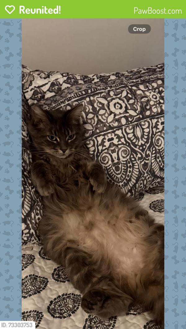 Reunited Female Cat last seen Vine, West Covina, CA 91791