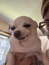 Reunited Female Dog last seen Cottonwood, Memphis, TN 38118