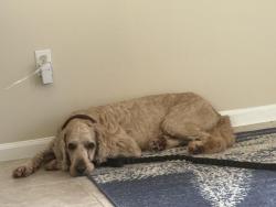 Reunited Male Dog last seen Near Ashburn Rd. Lake Worth, Fl.33467, Greenacres, FL 33467