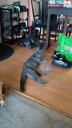 Reunited Male Cat last seen Quake st and W 10th Ave, Golden, CO 80401