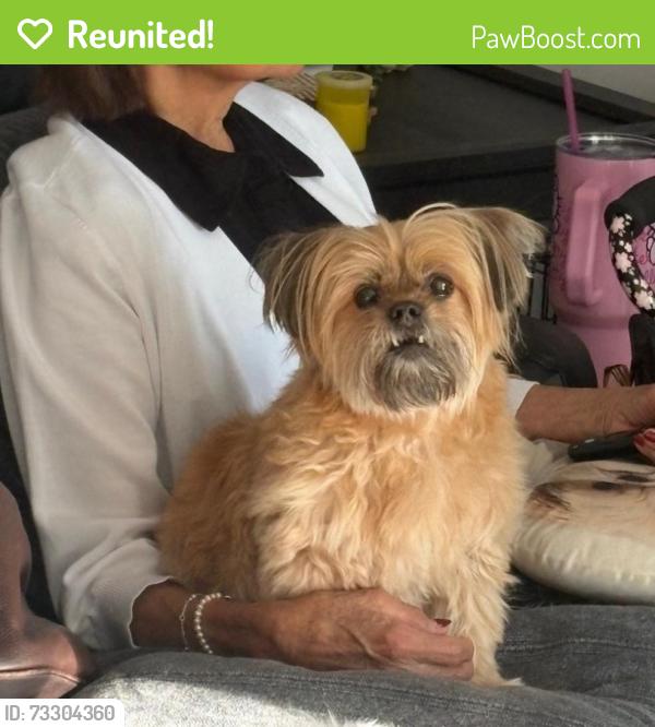 Reunited Female Dog last seen Braddock Ridge Dr & Westfields Blvd, Centreville, VA 20120