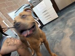 Shelter Stray Male Dog last seen maybee rd, CLARKSTON, MI, 48346, 1200 N Telegraph Building 42E, Pontiac, MI 48340, USA