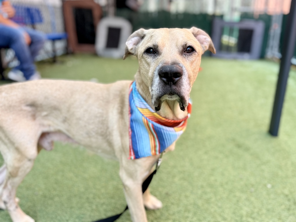 Shelter Stray Male Dog last seen Apt 36,1115 Boston Road, BRONX, NY, 10456, 326 E 110th St, New York, NY 10029, USA