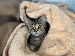 Shelter Stray Female Cat last seen Bowles Avenue, STATEN ISLAND, NY, 10303, 3139 Veterans Rd W, Staten Island, NY 10309, USA