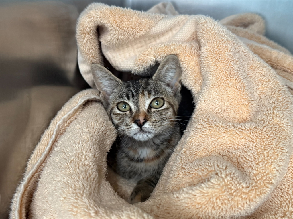 Shelter Stray Female Cat last seen Bowles Avenue, STATEN ISLAND, NY, 10303, 3139 Veterans Rd W, Staten Island, NY 10309, USA