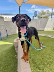 Shelter Stray Male Dog last seen Near S 8000 W, Magna Township, UT, 84044, 511 W 3900 S, Salt Lake City, UT 84123, USA