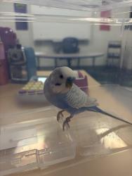 Found/Stray Unknown Bird last seen Near and 119th North Plainfield, Plainfield, IL 60585