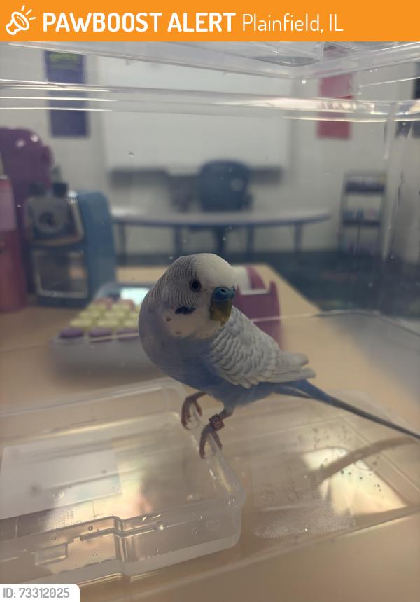 Found/Stray Unknown Bird last seen Near and 119th North Plainfield, Plainfield, IL 60585