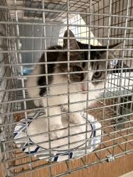 Shelter Stray Female Cat last seen S Pine Grove, VIRGINIA BEACH, VA, 23452, 341 S Birdneck Rd, Virginia Beach, VA 23451, USA