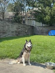 Reunited Female Dog last seen Superior grill, Baton Rouge, LA 70806