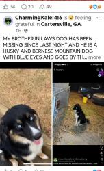 Lost Male Dog last seen Dollar General and Johnboys, Cartersville, GA 30120
