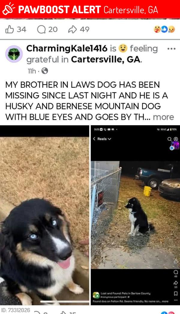Lost Male Dog last seen Dollar General and Johnboys, Cartersville, GA 30120
