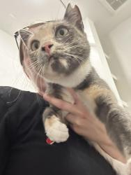 Found/Stray Female Cat last seen Near apmt buildings on East Overland, Meridian, ID 83642